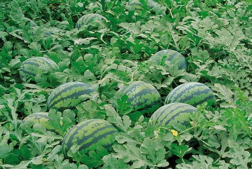 长沙吃瓜群资源,揭秘本地美食圈的热辣动态